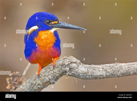 Azure Kingfisher (Ceyx azureus, Alcedo azurea, Alcedo azureus), male ...