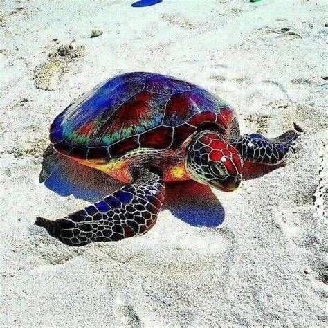 stunning rainbow sea turtle rpics