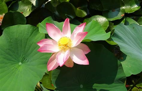 Gambar Alam Menanam Daun Bunga Berkembang Kolam Ketenangan