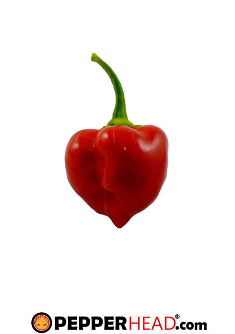 Red Savina Habanero - PepperHead