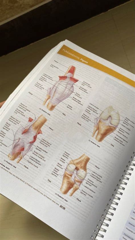 Seeleys Anatomy And Physiology 11th Edition Vol 1 And 2 Hobbies And Toys