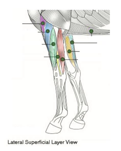 Diagram of Equine Anatomy: Muscles - Forelimb Lateral Superficial Layer | Quizlet