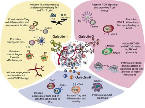 Galectin Driven Regulatory Circuits In The Tme Galectins Influence The