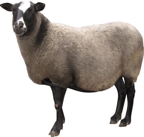 Cute Lamb Png Hd Transparent Cute Lamb Hdpng Images Pluspng