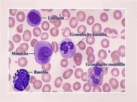O Que É Basófilos No Hemograma