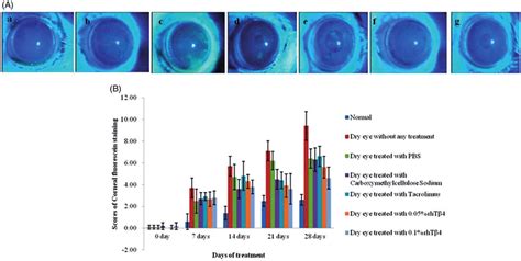 Corneal Fluorescein Staining A And Scores B A Normal Group Download Scientific Diagram