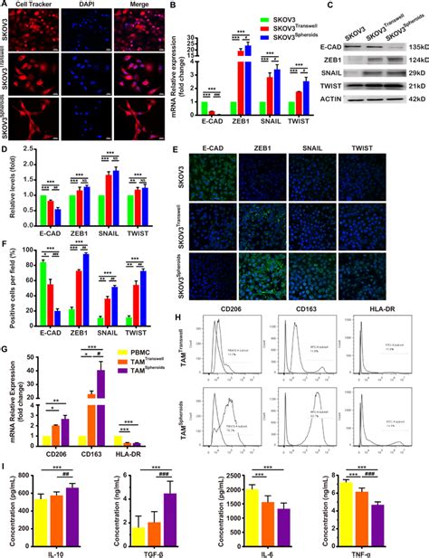 The Interaction Between Ovca And Tams In The Spheroids A F Tams