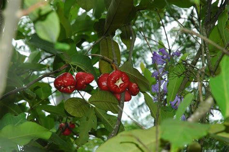 Syzygium samarangense (Myrtaceae) image 33076 at PhytoImages.siu.edu