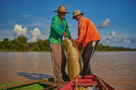 Nova edição de Feira do Pirarucu terá 6 toneladas de pescado para venda