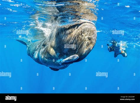 Diving sperm whale underwater hi-res stock photography and images - Alamy