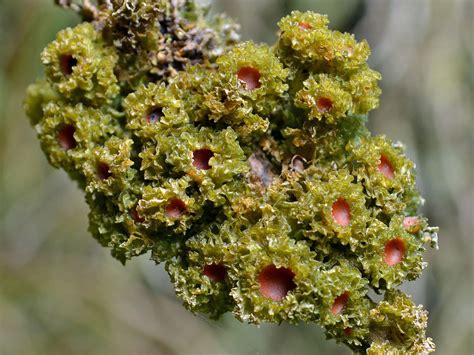 Leptogium Ach Gray Colombian Fungi Made Accessible