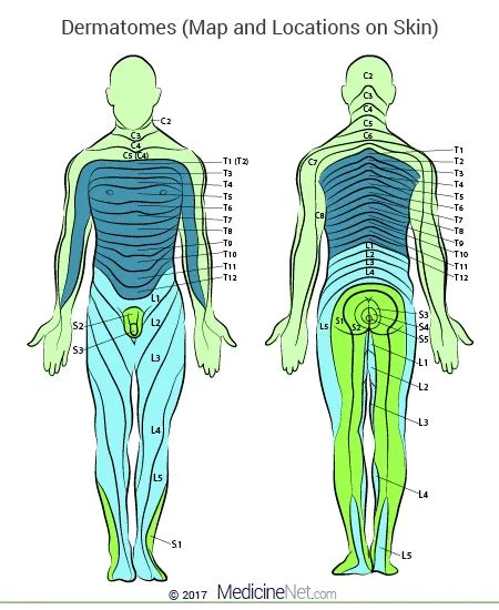 How Do Dermatomes Work Map Myotomes Vs Dermatomes