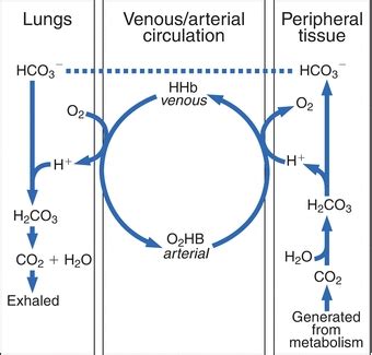 Blood Gases, pH, and Buffer Systems | Basicmedical Key