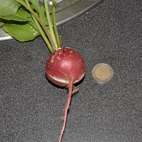 Harvest 2015 | Filter Failure