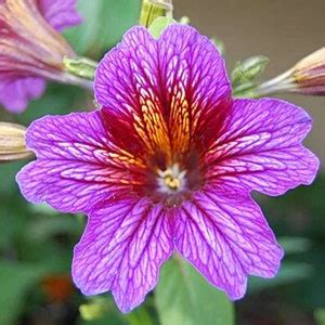 200 Velvet Trumpet Flower Seeds - Etsy