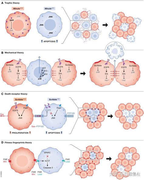 113综述 细胞竞争机制 知乎