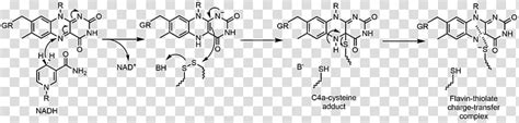 Flavin Group Flavin Adenine Dinucleotide Glutathione Reductase Flavin Reductase Redox Flavin