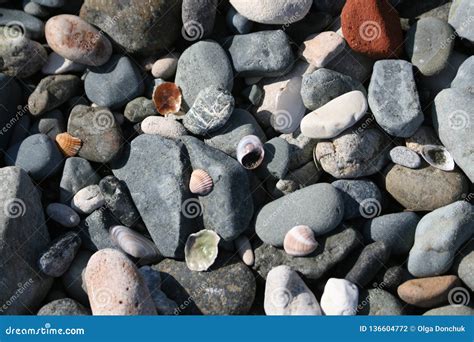 Seixos E Conchas Do Mar Em Uma Praia Da Telha Foto De Stock Imagem De