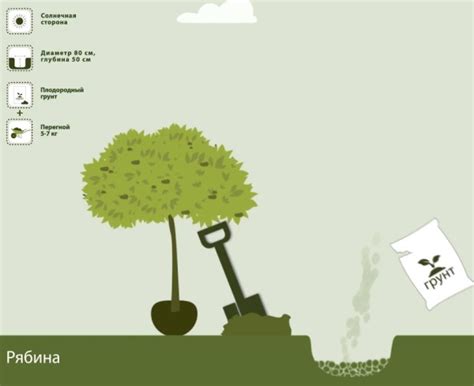 Рябина Ликерная. Описание сорта, фото, отзывы