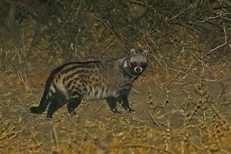 1000+ images about civets on Pinterest | Indian, Cats and Africa