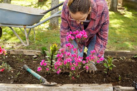 Safe Roundup Alternatives for an Eco-Friendly Garden