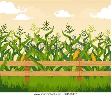 Corn Field Vector