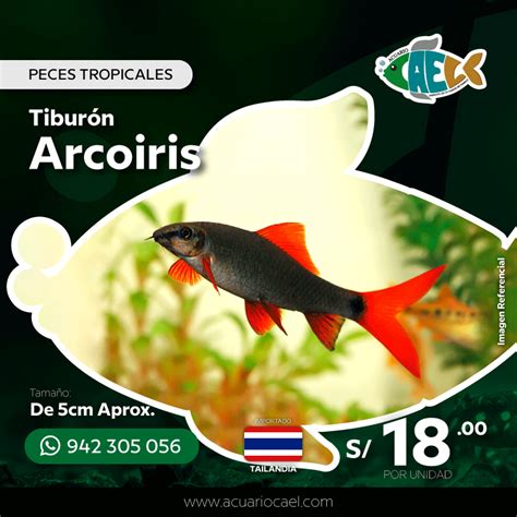 Tibur N Arcoiris Acuario Cael