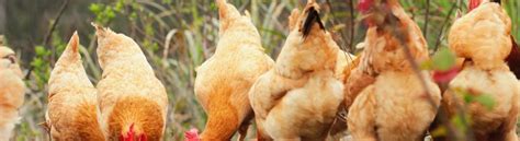 Best Meat Chicken Breeds for Maximum Yield and Flavor - A Comprehensive Guide - Fauna Advice