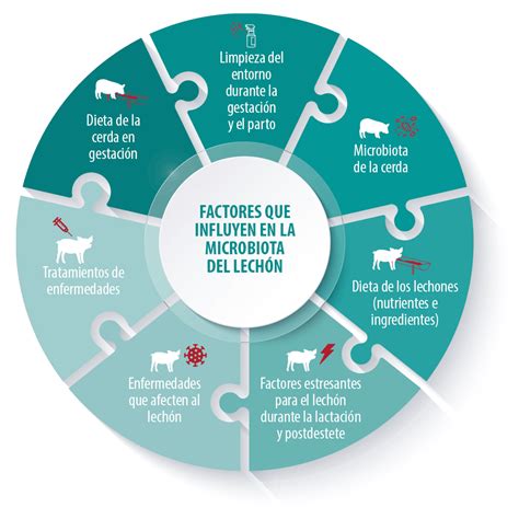 Influencia mutua de la microbiota del lechón y los patógenos víricos