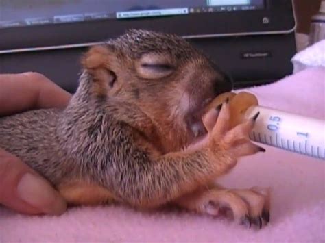 Feeding Littlebit Baby Squirrel Wildlife Rehabilitation Baby