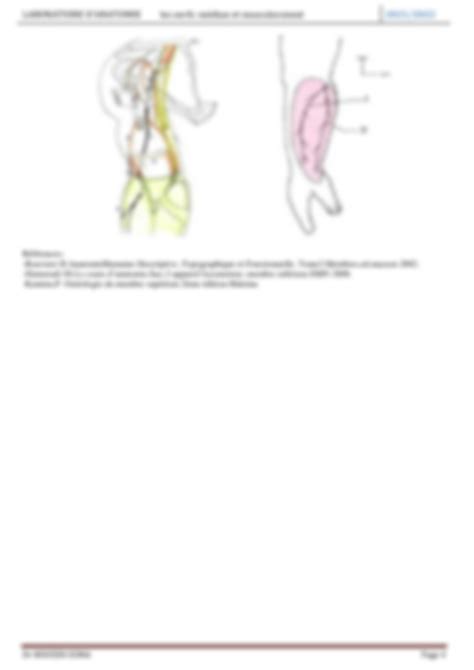 Solution Anatomie Les Nerfs Median Et Musculocutan Studypool