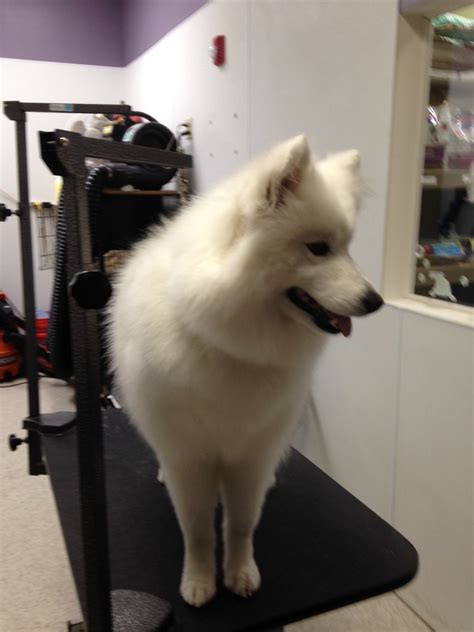 77+ Samoyed Summer Haircut - l2sanpiero