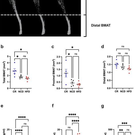 CR promotes proximal BM adiposity and an increase in serum adiponectin ...