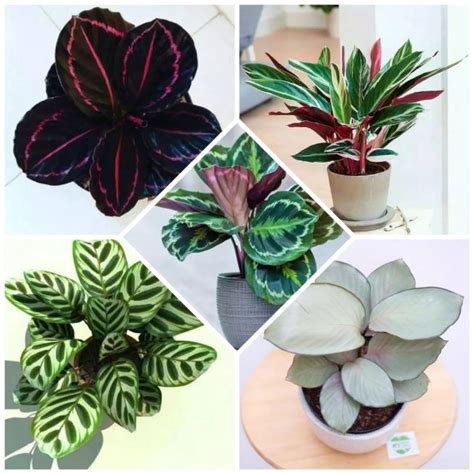 Jual Paket Murah 5 Jenis Calathea Tanaman Hias JATI ASIH Shopee