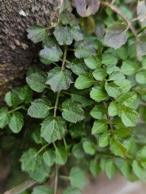 Cardamine Flexuosa With Greater Bittercress World Flora Pl Ntnet