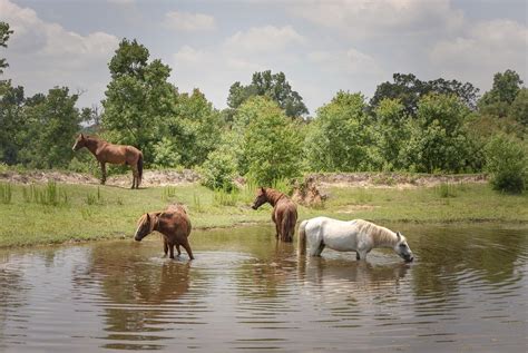 The Kisatchie: Wild Horses of Louisiana | HORSE NATION