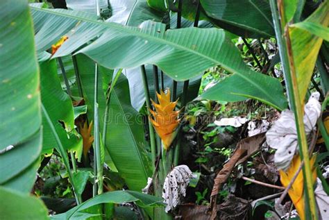 Planta Tropical Na Floresta Tropical De El Yunque Na Ilha De Puerto