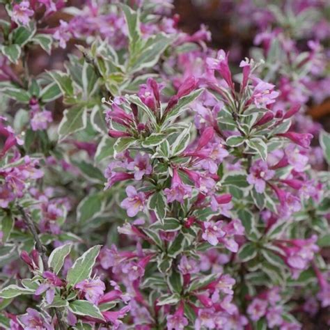 Weigela Florida ‘my Monet Purple Effect Coastal Gardens