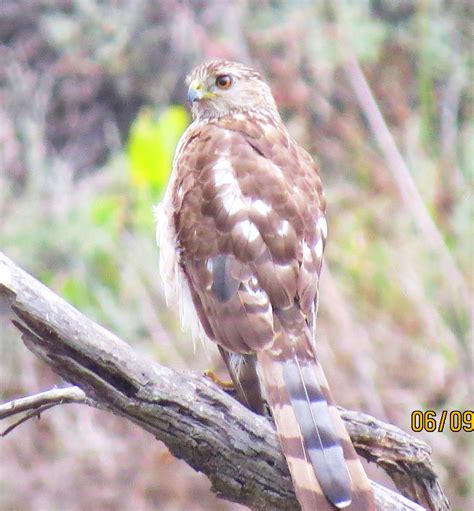 Hawk Wrshp Pekabo Flickr