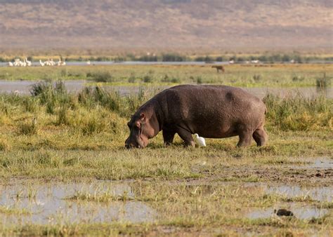 Hippo Hippopotamus Amphibius Ngorongoro Crater Tanzania Flickr