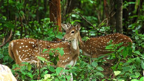 Dalma Wildlife Sanctuary - Jamshedpur | Dalma Wildlife Sanctuary Photos ...