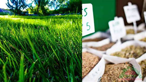 Why Is Grass Seed So Expensive Factors Benefits And Cost Reducing