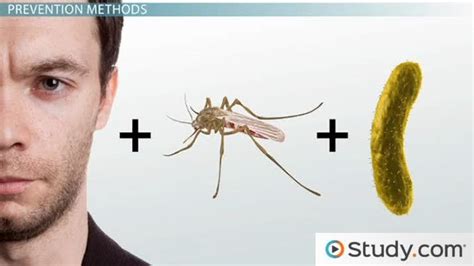 Malaria: Prevention and Treatment - Lesson | Study.com