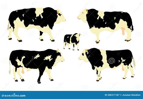 Standing Adult Bull Vector Illustration Isolated on White Background. Holstein Friesian Cow ...