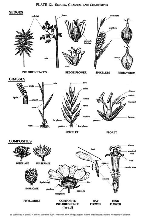 Plant Glossary All Plates 1000 Biology Plants Plant Science Plants