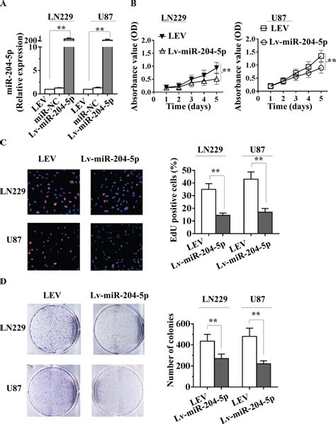 MiR 204 5p Inhibits Glioma Cell Growth In Vitro A More Than 200 Fold