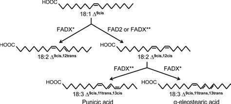 Schematic representation of reactions catalyzed by FAD2 and conjugase ...