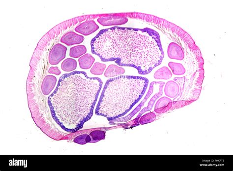 Microscope photo of parasitic nematode worm (Ascaris sp.) cross section ...