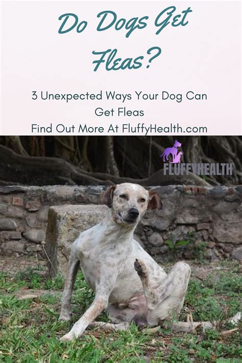 Do Dogs Get Fleas 5 Unexpected Ways Your Dog Can Get Fleas Fluffyhealth