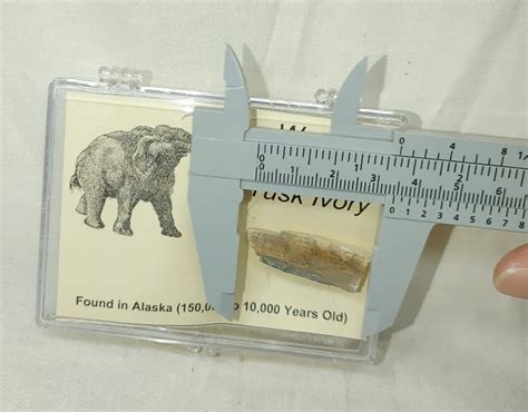 Woolly-Mammoth-Ivory-17c.jpg for sale